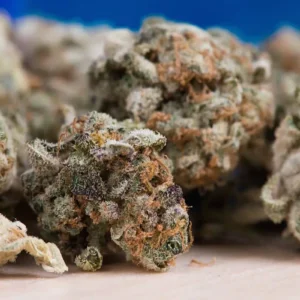 Buy Bay 11 Weed Strain Online