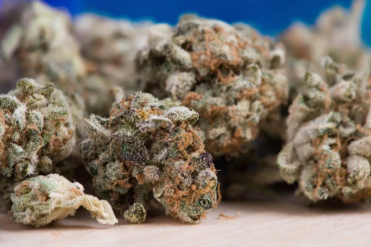 Buy Bay 11 Weed Strain Online