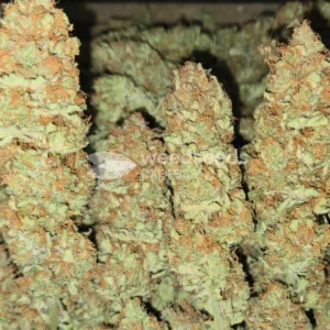 Buy Black Domina Cannabis Online