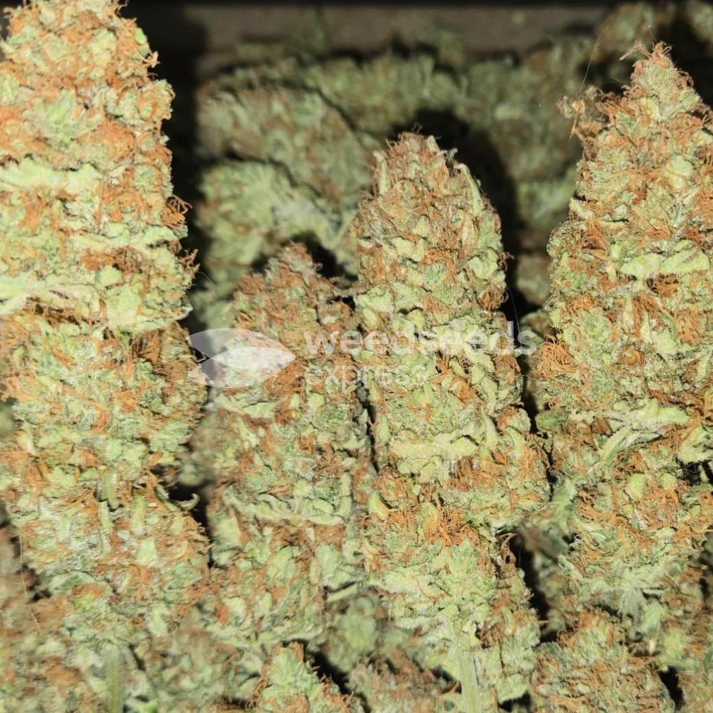 Buy Black Domina Cannabis Online