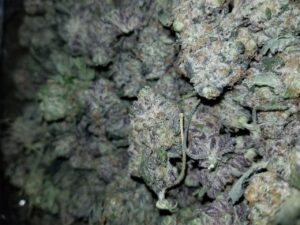 Buy Blackwater OG Online
