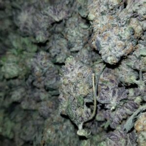 Buy Blackwater OG Online