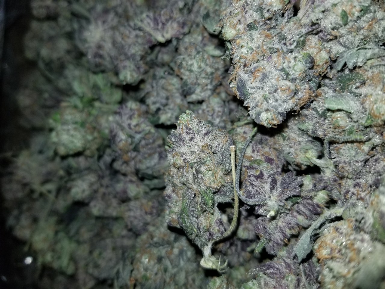 Buy Blackwater OG Online