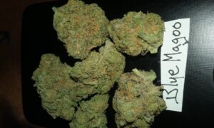Buy Blue Magoo Cannabis Online