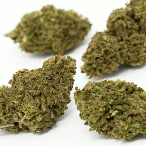 Buy Cheese Weed Strain