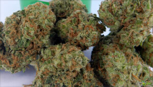Buy Cherry AK-47 Marijuana Strain