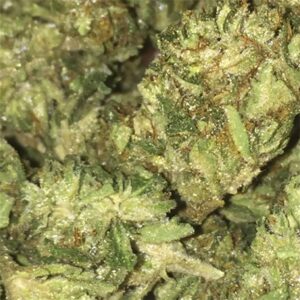 Buy Cotton Candy Kush Online