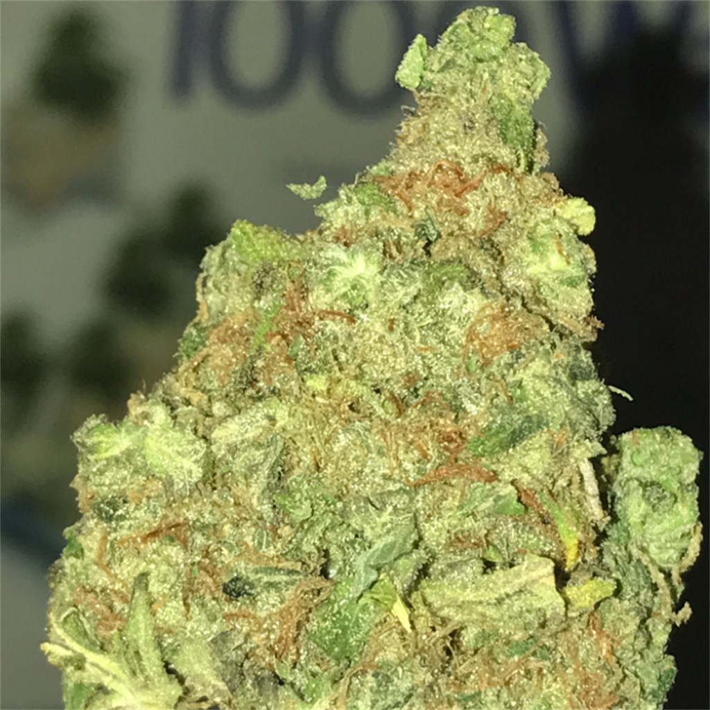 Buy Dirty Girl Weed Strain Online