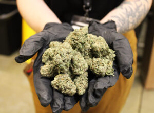 Buy Flo Weed Strain Online