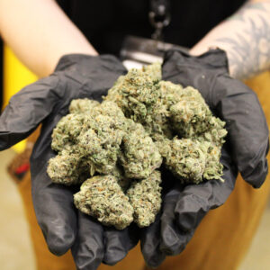 Buy Flo Weed Strain Online