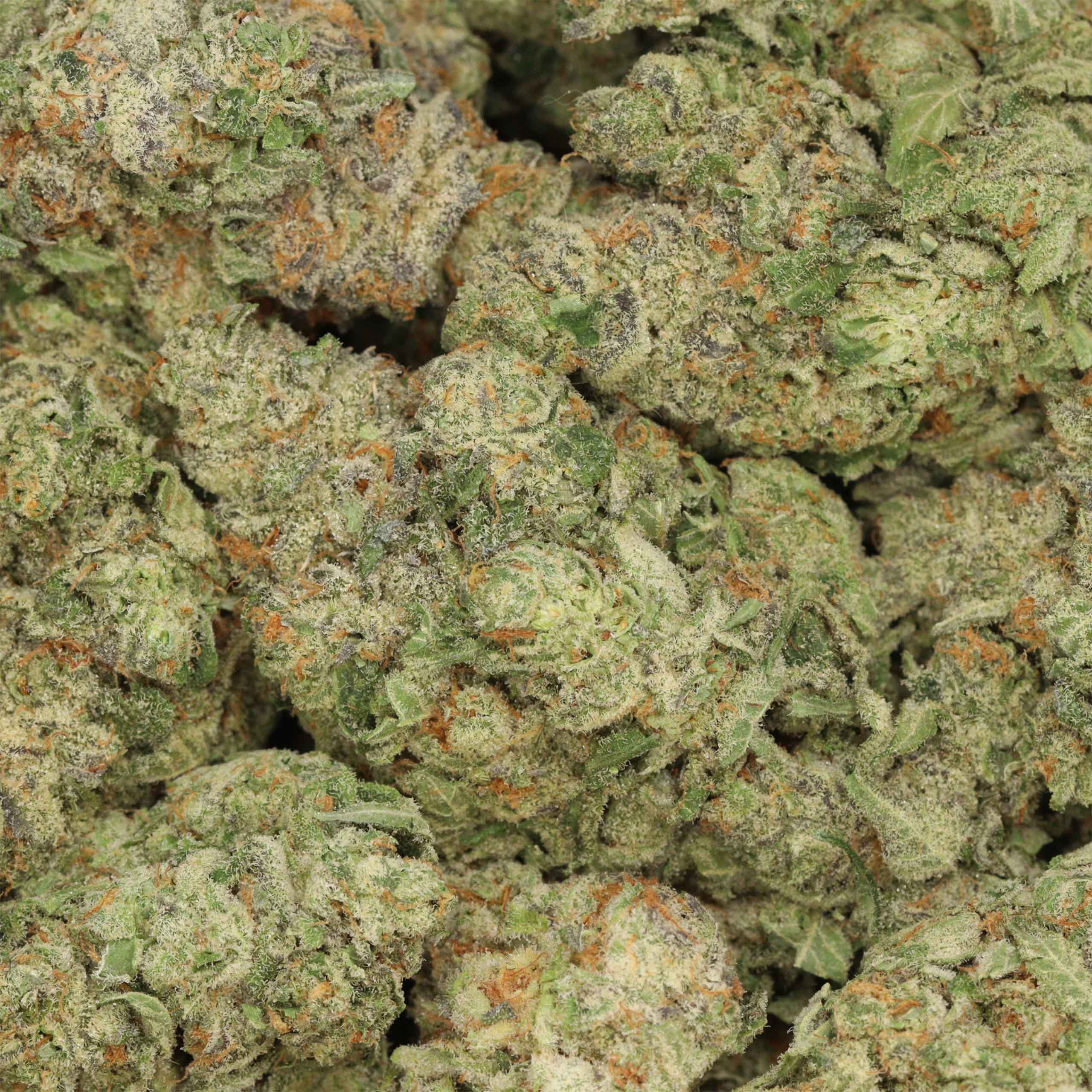 Buy Ghost Train Haze Cannabis