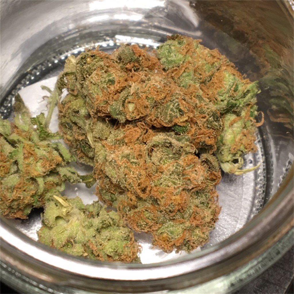 Buy Hash Plant Weed Online