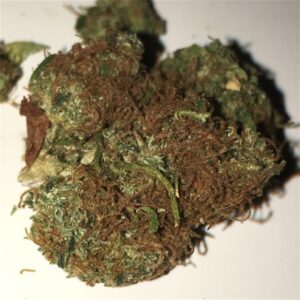 Buy Haze Cannabis Online