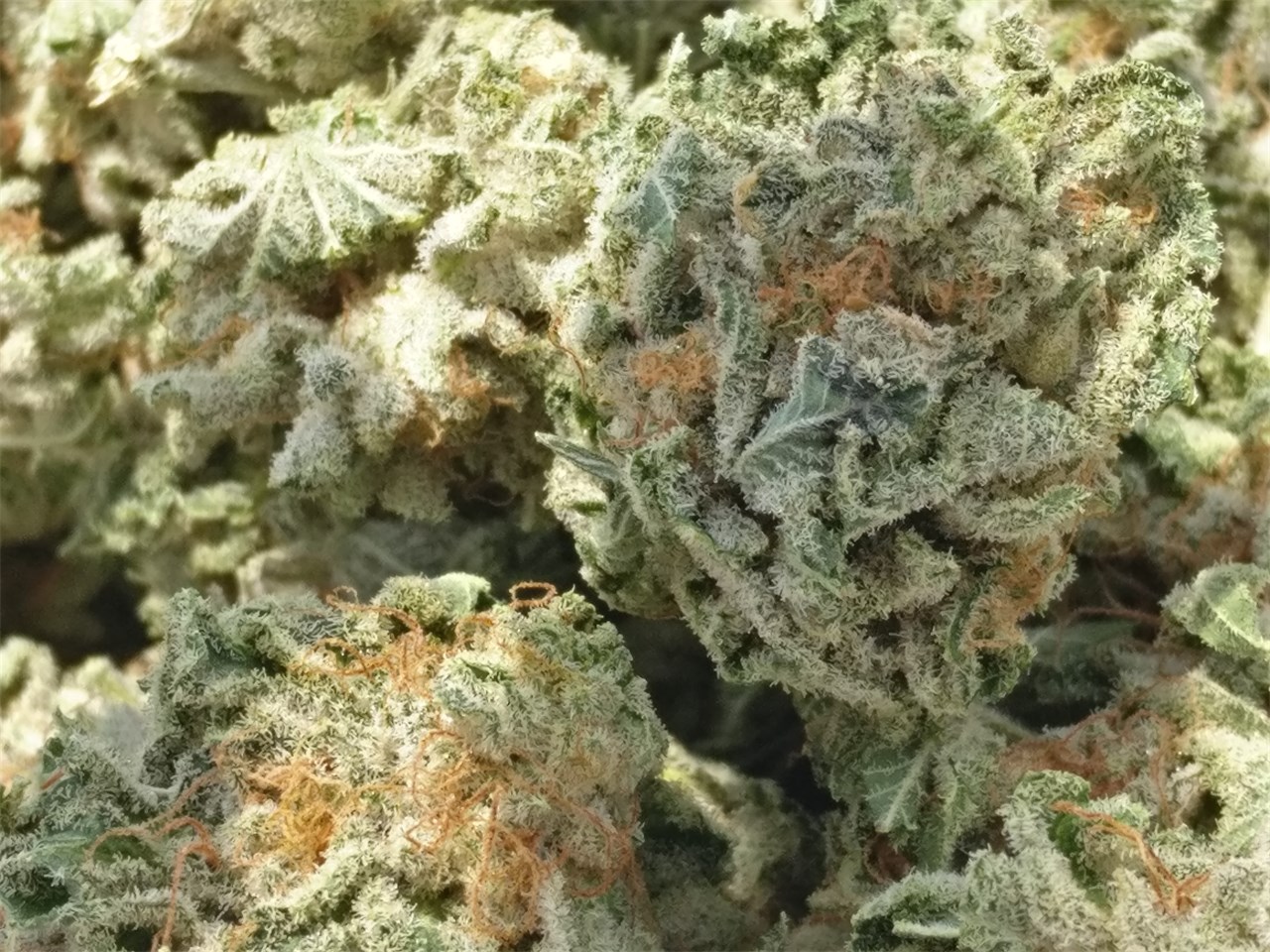 Buy Headband Weed Strain