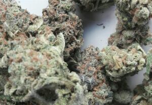 Buy Jack the Ripper Weed Online