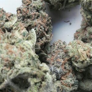Buy Jack the Ripper Weed Online