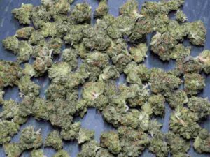 Buy Jamaican Dream Weed Strain