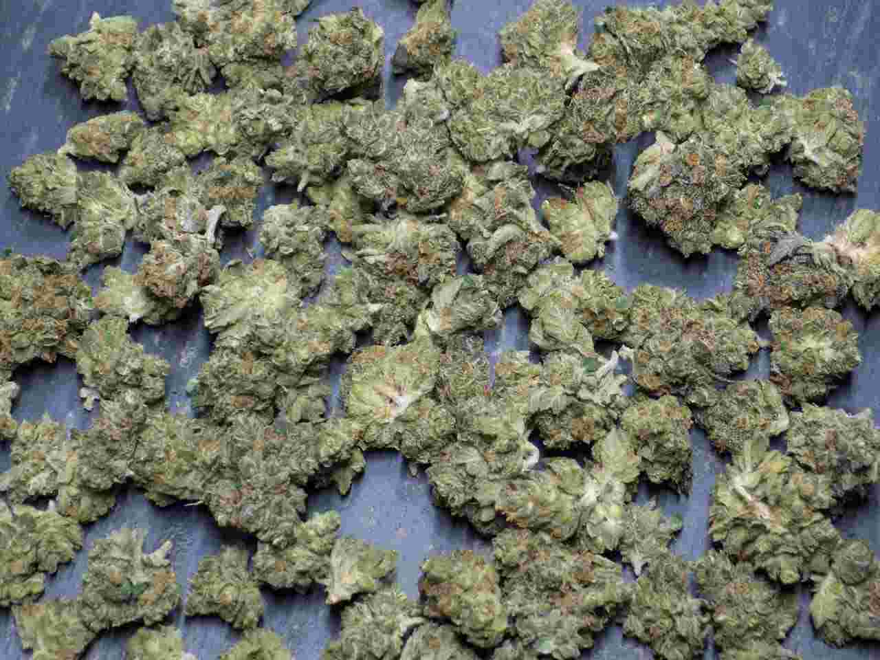 Buy Jamaican Dream Weed Strain