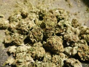 Buy King Tut Cannabis Online