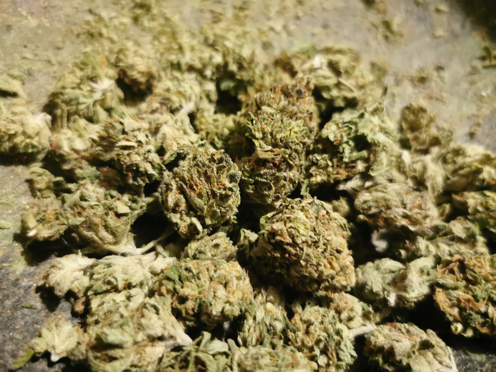 Buy King Tut Cannabis Online