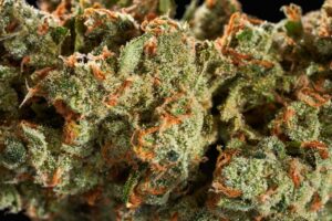 Buy Lemon Jack Weed Strain