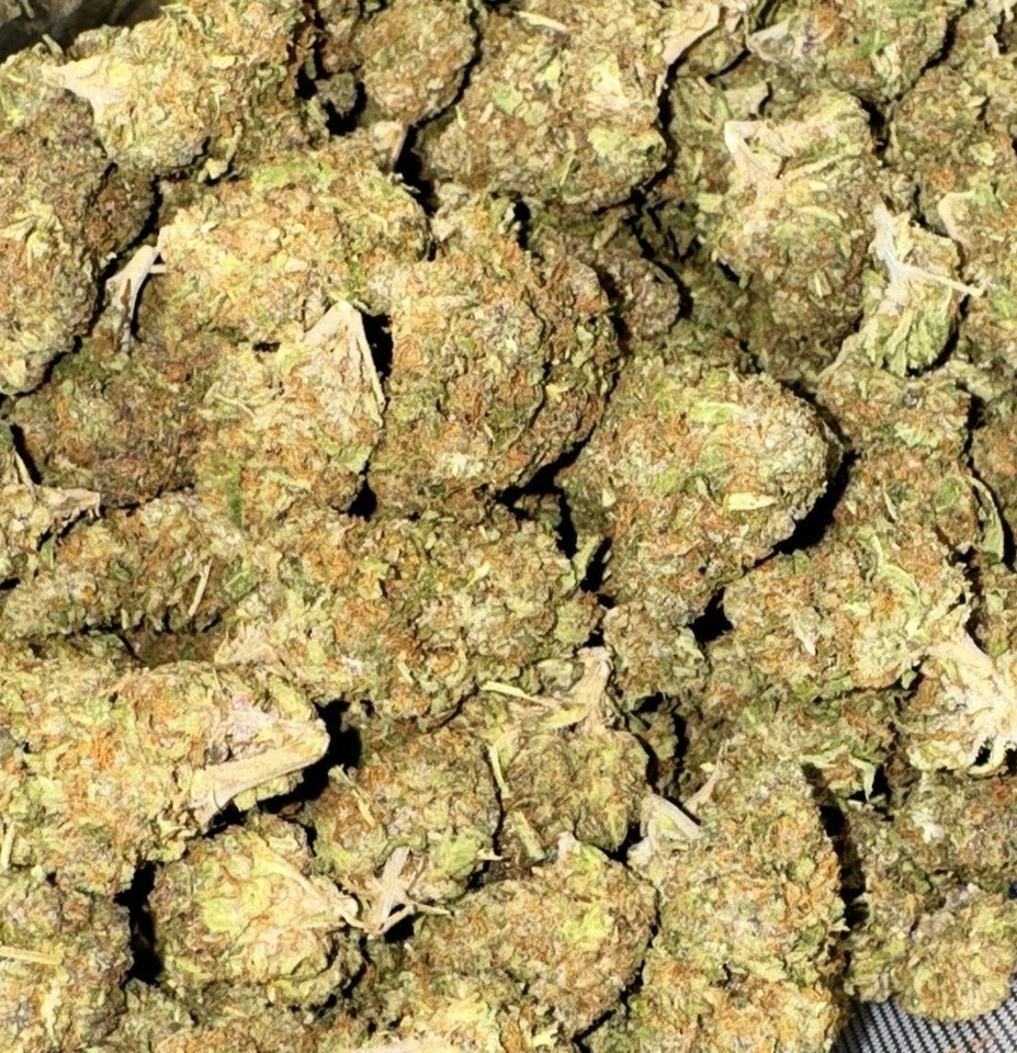 Buy Mag Landrace weed Strain