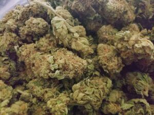 Buy Mango Haze Weed Online