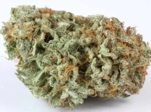 Buy Master Kush Cannabis Strain