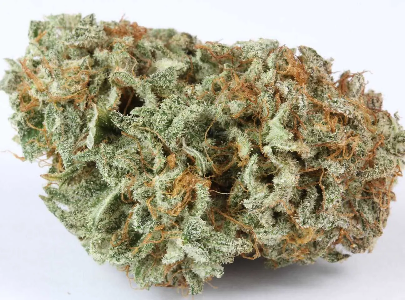 Buy Master Kush Cannabis Strain