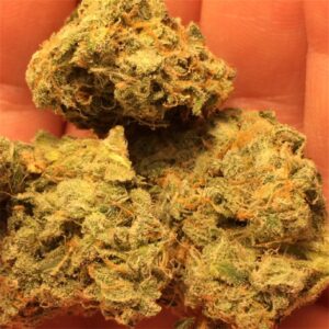Buy Narnia Weed Strain
