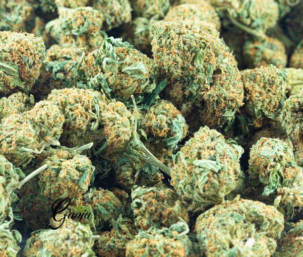 Buy OG Kush Strain