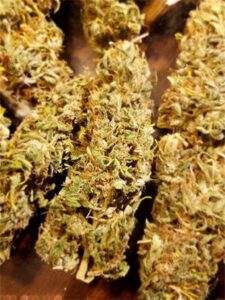 Buy Panama Red Weed Strain