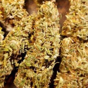 Buy Panama Red Weed Strain