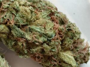 Buy Pandora's Box Weed Strain