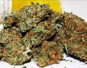 Buy Pennywise Weed strain Online