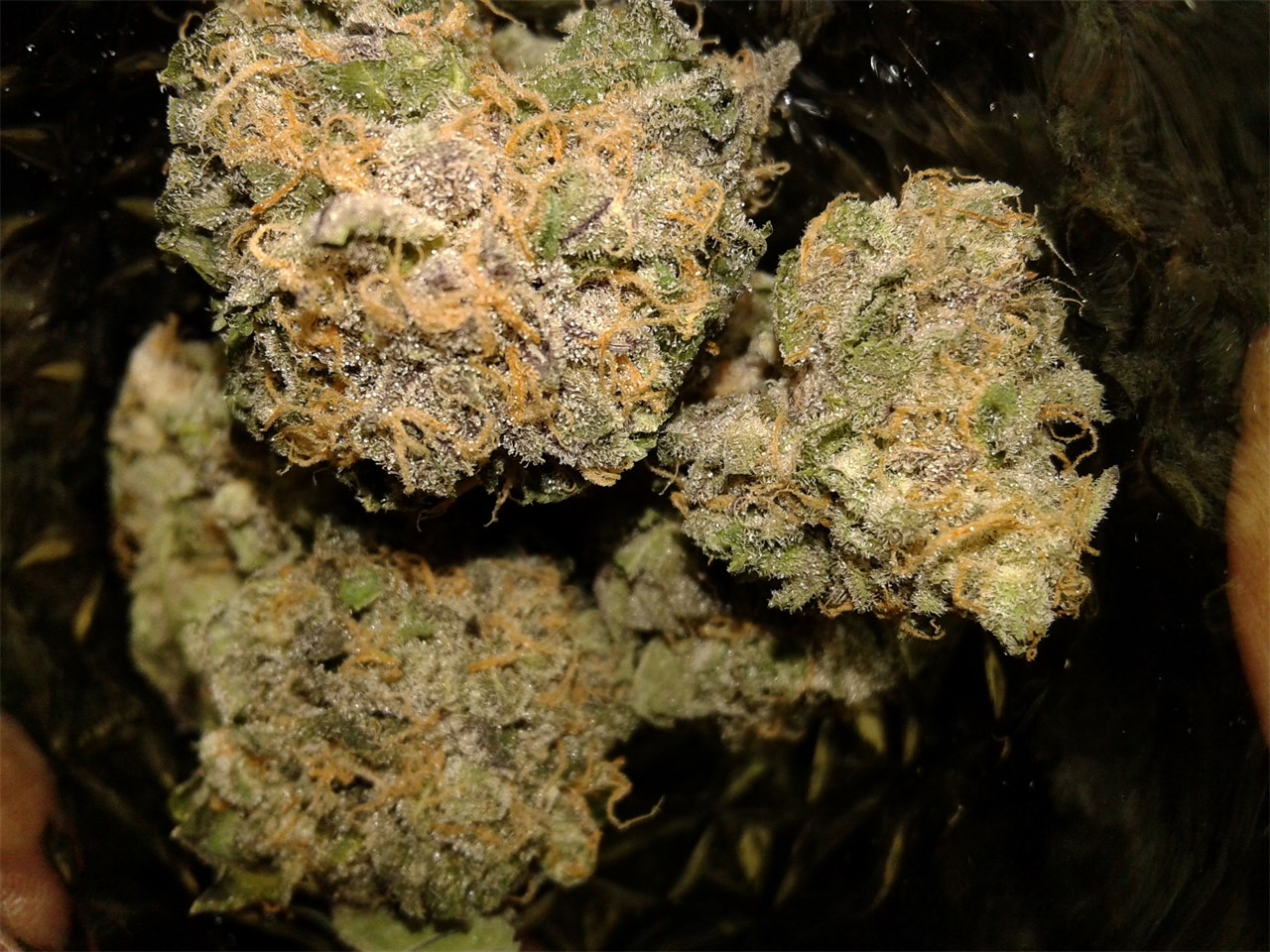 Buy Plushberry Kush Online
