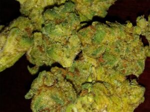 Buy Pre-98 Bubba Kush Online