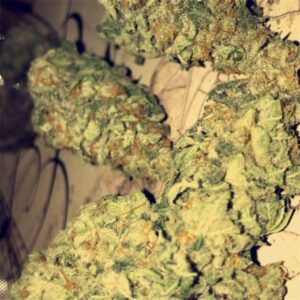 Buy Purple Dragon Weed Strain