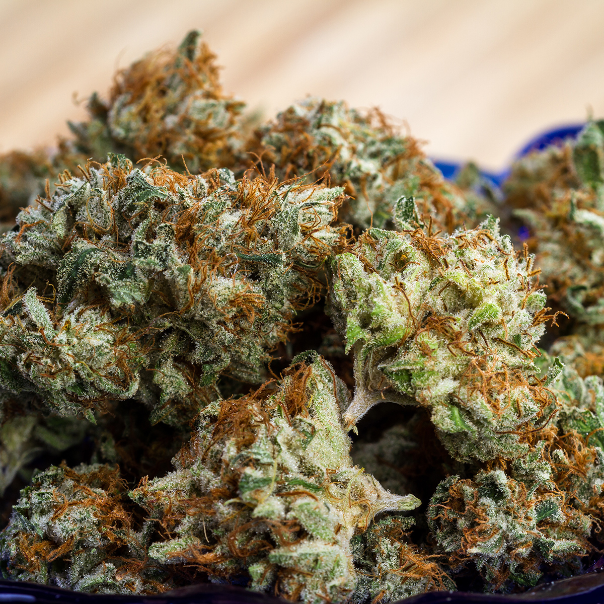 Buy Santa Maria Weed Strain