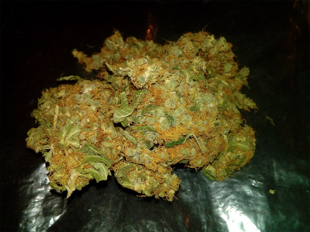 Buy Shark Shock Cannabis Online