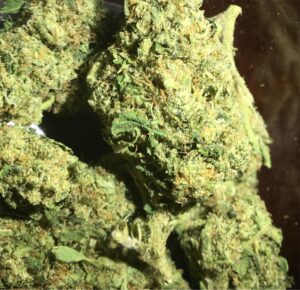 Buy Snow Dog Weed Strain