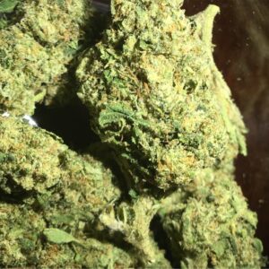 Buy Snow Dog Weed Strain