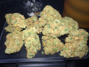 Buy Sojay Haze Weed Strain