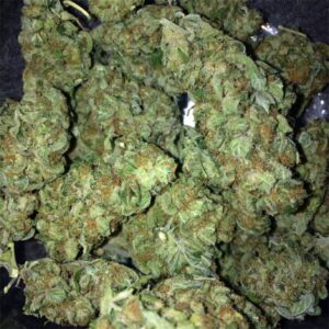 Buy Sugar Black Rose Online