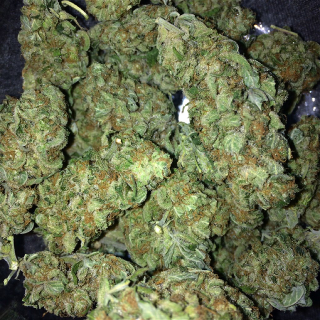Buy Sugar Black Rose Online