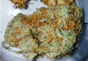 Buy Willie Nelson Weed Strain