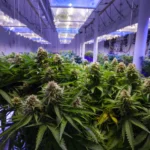 Cannabis And Mindful Living: The Evolution Of Wellness Culture