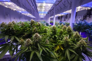 Cannabis And Mindful Living: The Evolution Of Wellness Culture