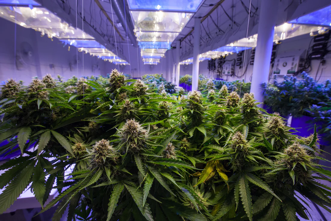 You are currently viewing Cannabis And Mindful Living: The Evolution Of Wellness Culture
