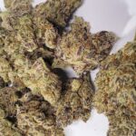 Understanding Cannabis Lineages And Genetic Families